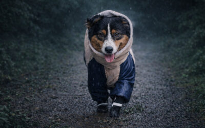 Tu perro también siente el clima: así debes protegerlo