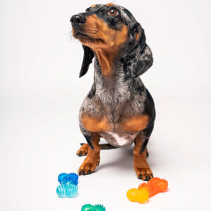 MiniBite – Perros pequeños