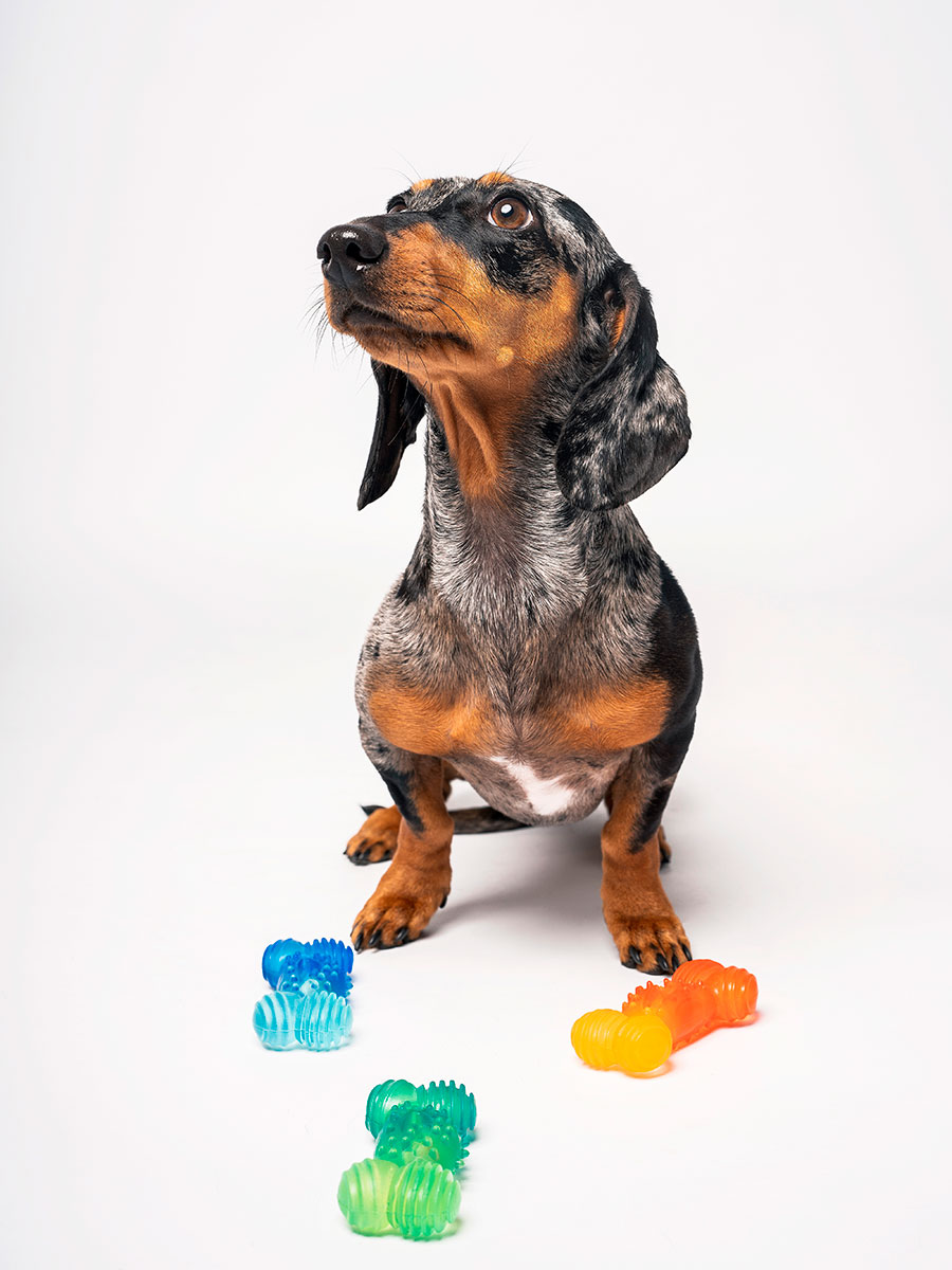 MiniBite – Perros pequeños