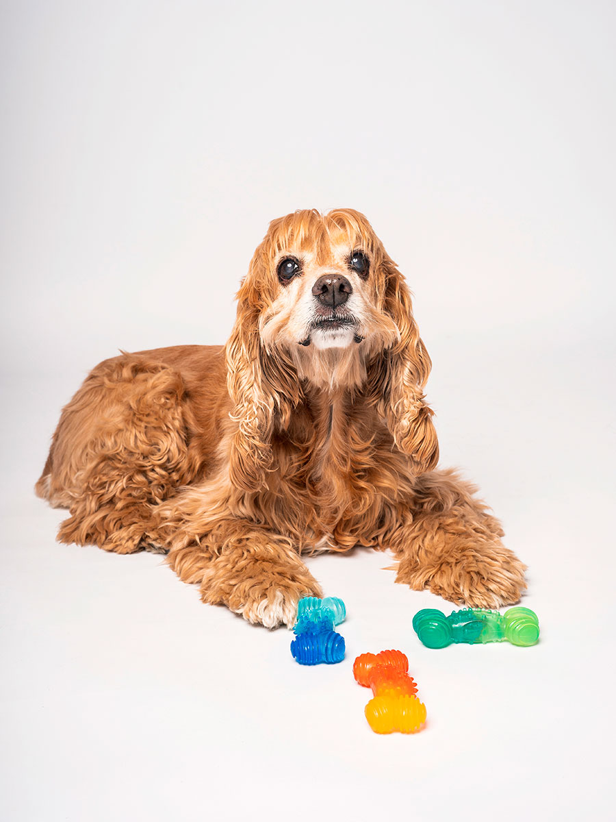 MiniBite – Perros pequeños - Imagen 2