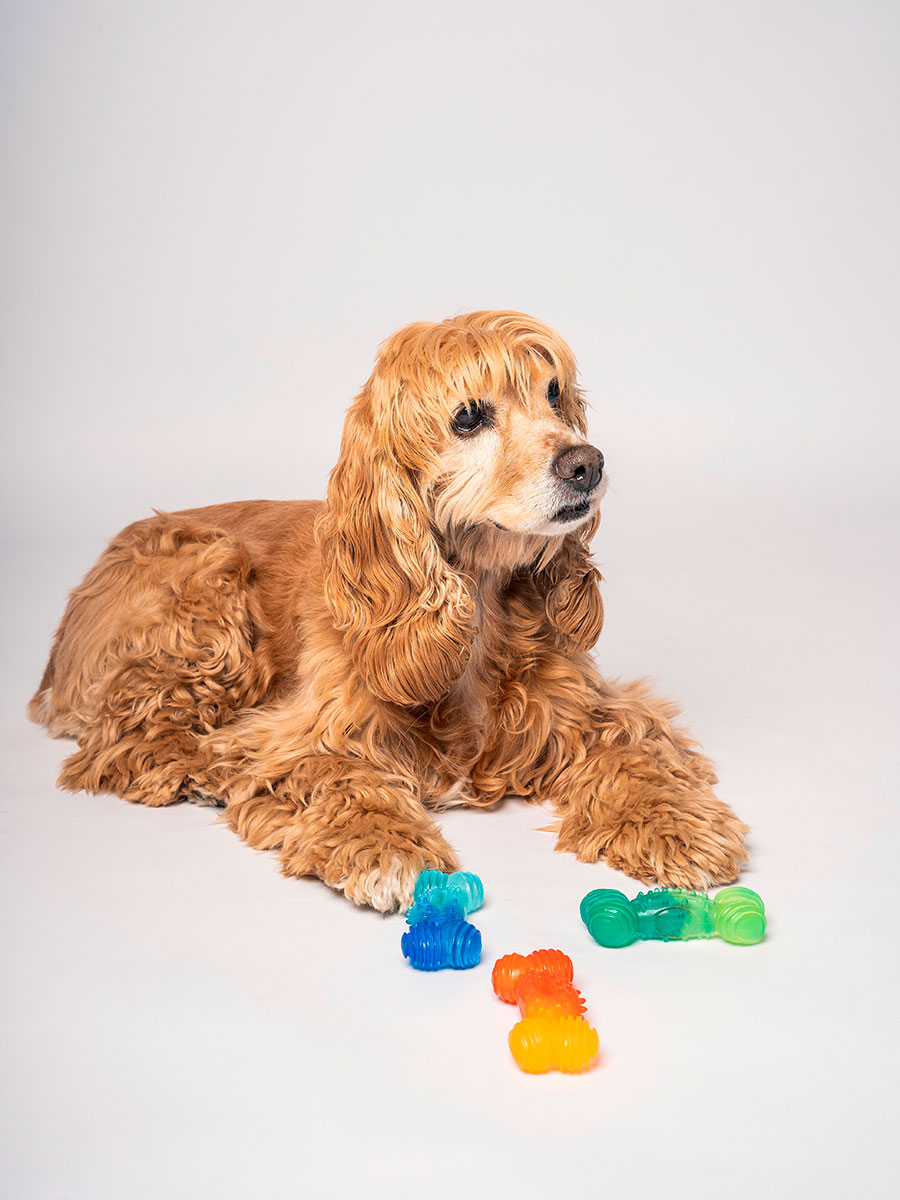 MiniBite – Perros pequeños - Imagen 3