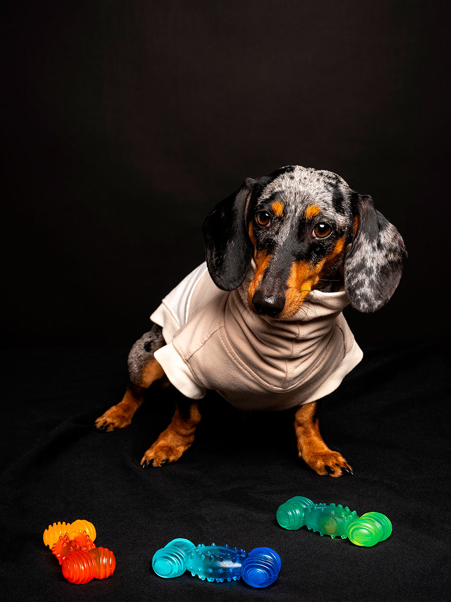MiniBite – Perros pequeños - Imagen 4